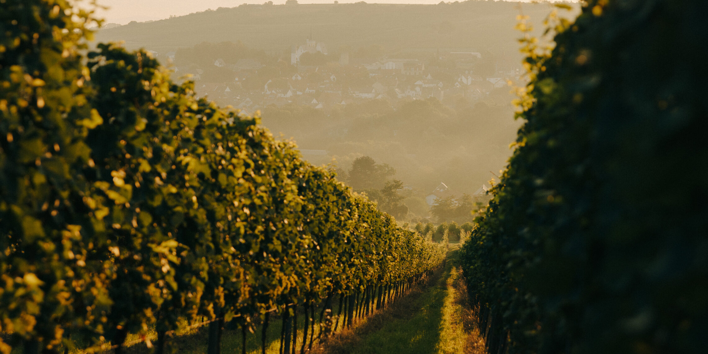 Weingut Wasem Herbst Ingelheim
