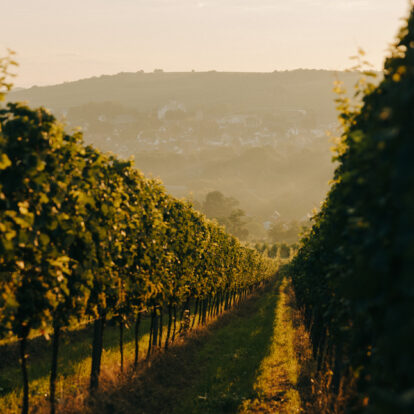Weingut Wasem Herbst Ingelheim