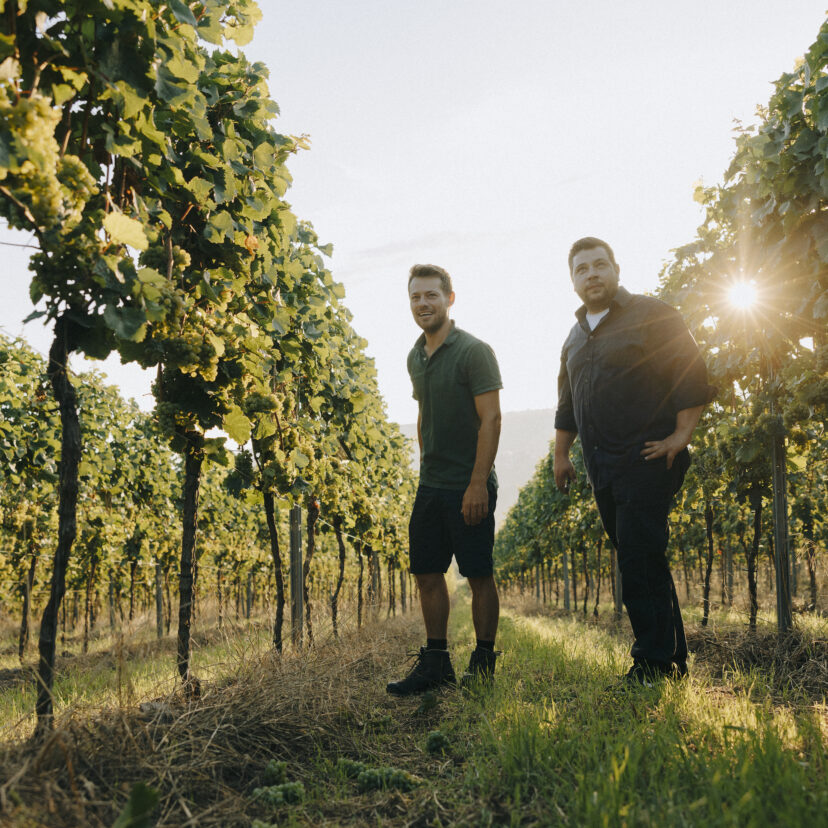 Weinreben und Weinberge Weingut Wasem